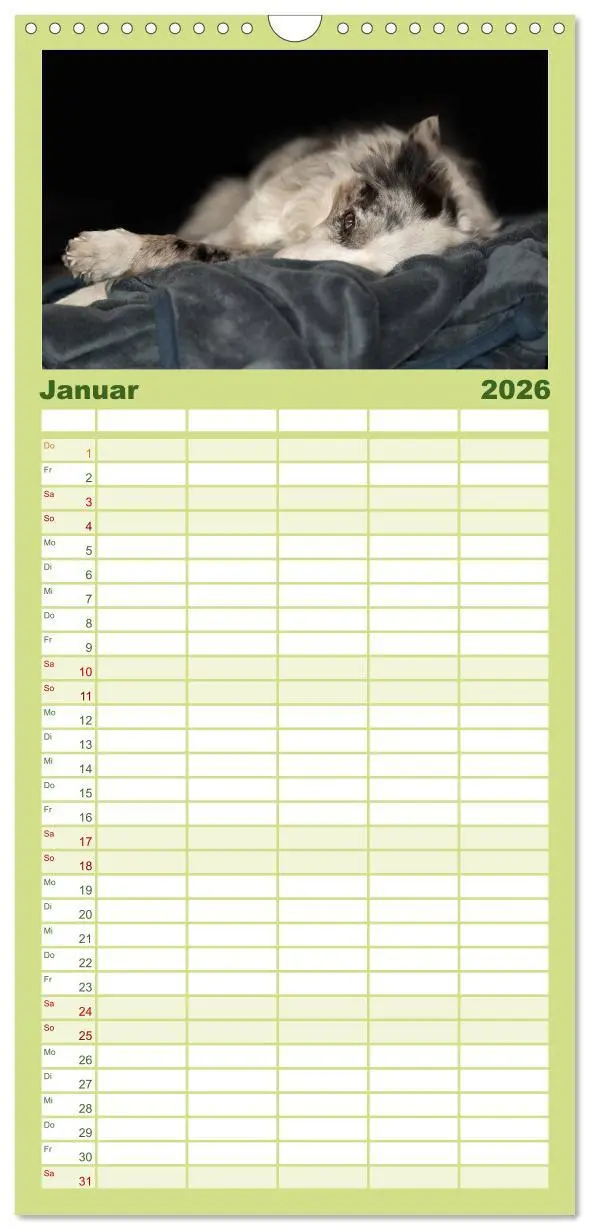 Bild: 9783516512854 | Familienplaner 2026 - Border Collies mit 5 Spalten (Wandkalender,...