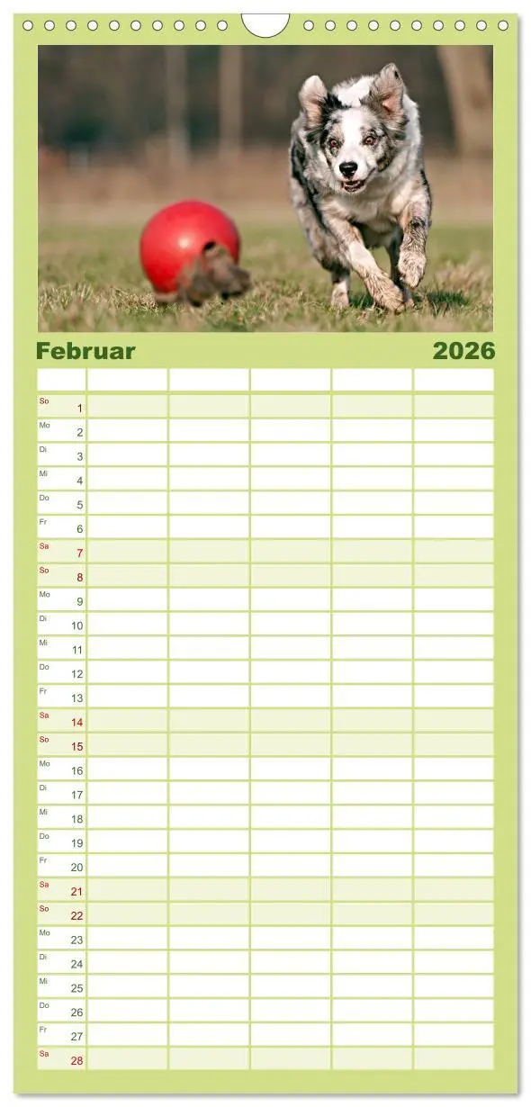 Bild: 9783516512854 | Familienplaner 2026 - Border Collies mit 5 Spalten (Wandkalender,...