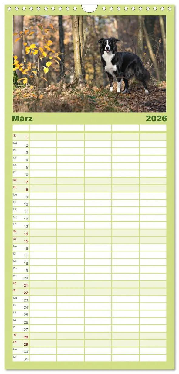 Bild: 9783516512854 | Familienplaner 2026 - Border Collies mit 5 Spalten (Wandkalender,...