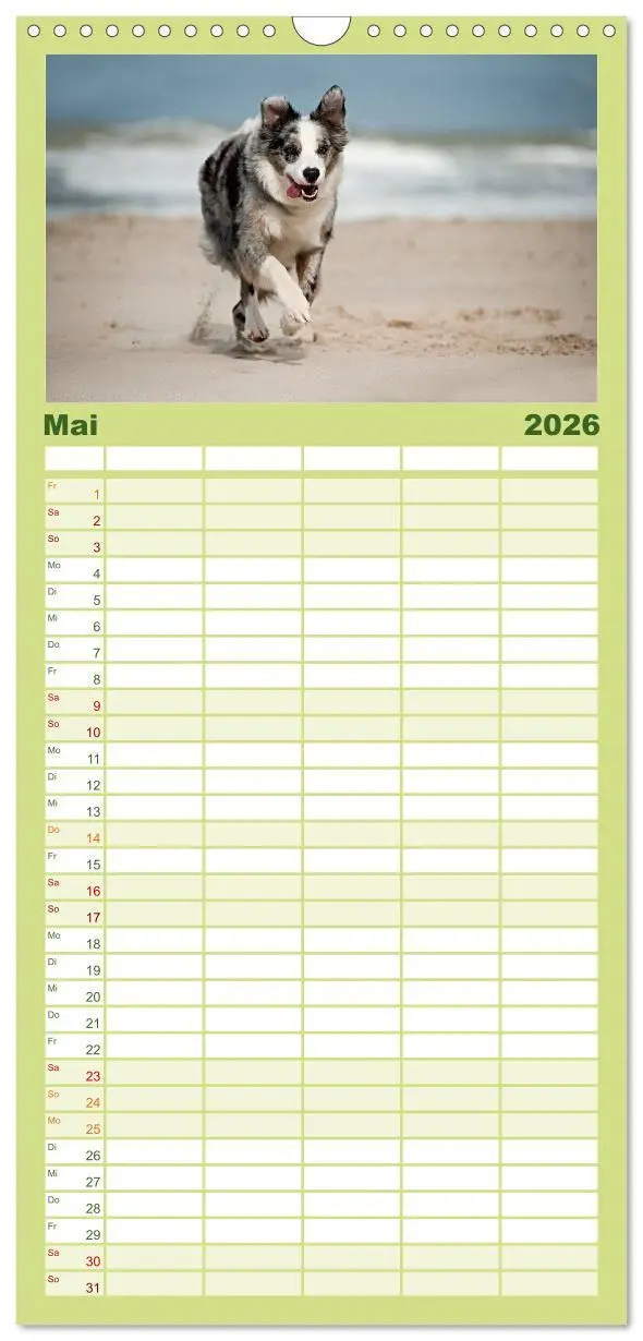 Bild: 9783516512854 | Familienplaner 2026 - Border Collies mit 5 Spalten (Wandkalender,...