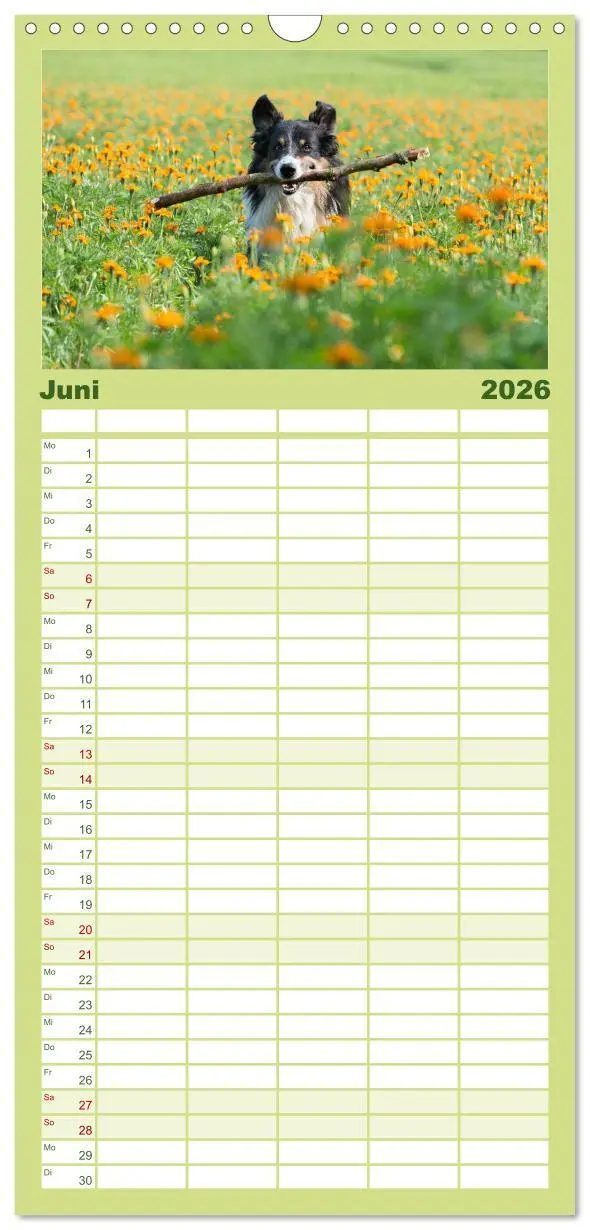Bild: 9783516512854 | Familienplaner 2026 - Border Collies mit 5 Spalten (Wandkalender,...
