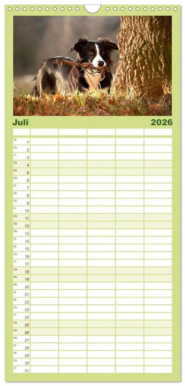 Bild: 9783516512854 | Familienplaner 2026 - Border Collies mit 5 Spalten (Wandkalender,...