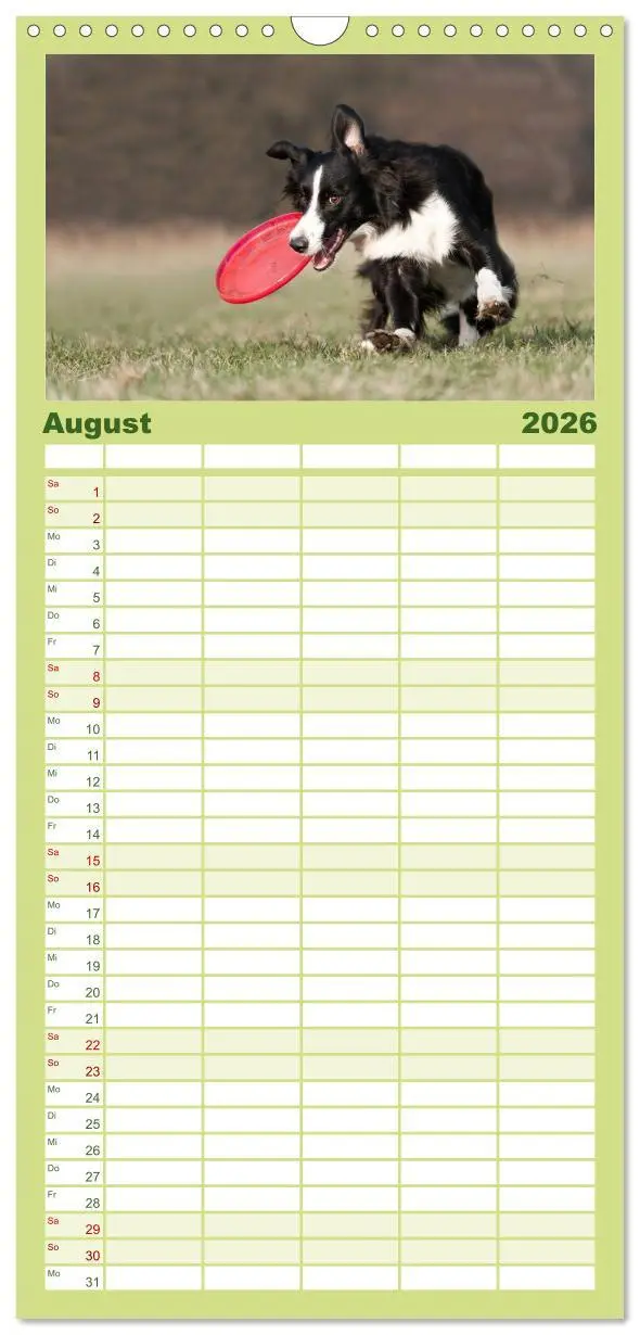 Bild: 9783516512854 | Familienplaner 2026 - Border Collies mit 5 Spalten (Wandkalender,...
