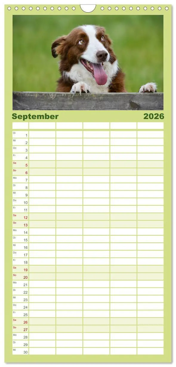 Bild: 9783516512854 | Familienplaner 2026 - Border Collies mit 5 Spalten (Wandkalender,...