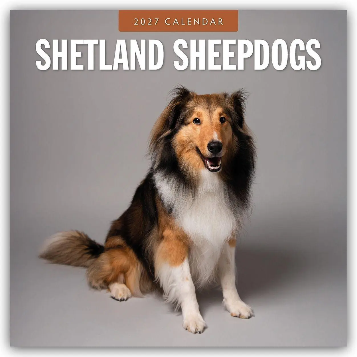 Cover: 9781837012954 | Shetland Sheepdogs - Sheltie 2027 - 16-Monatskalender | Robin Red