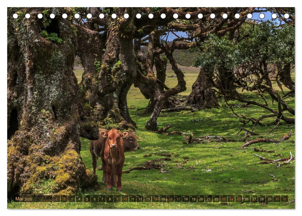 Bild: 9783516122954 | Madeira, Insel zwischen Himmel und Meer (Tischkalender 2026 DIN A5...