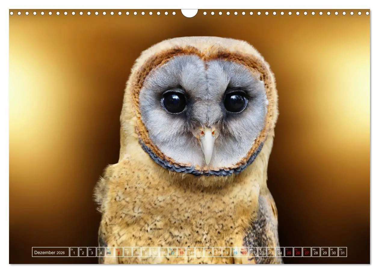 Bild: 9783457523254 | Die bunte Welt der Vögel (Wandkalender 2026 DIN A3 quer), CALVENDO...