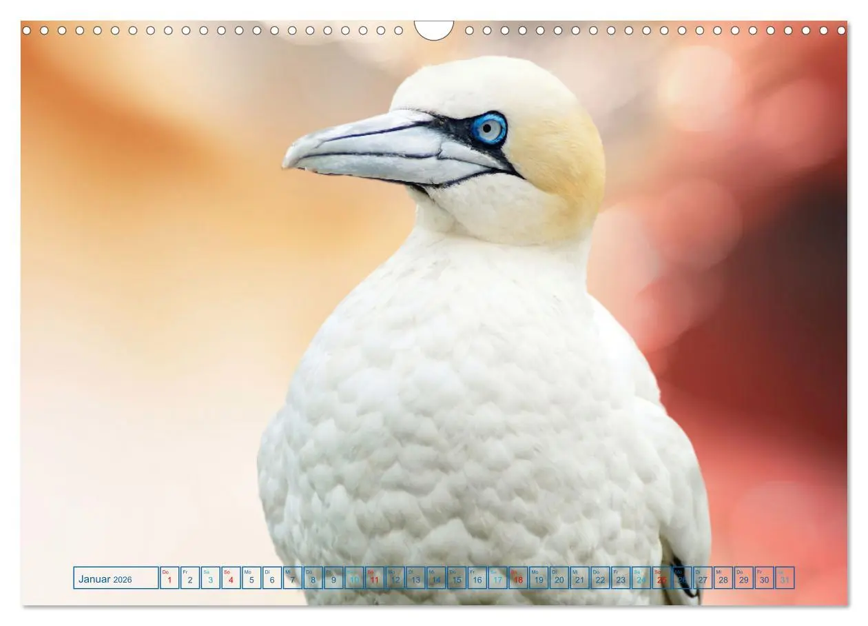 Bild: 9783457523254 | Die bunte Welt der Vögel (Wandkalender 2026 DIN A3 quer), CALVENDO...