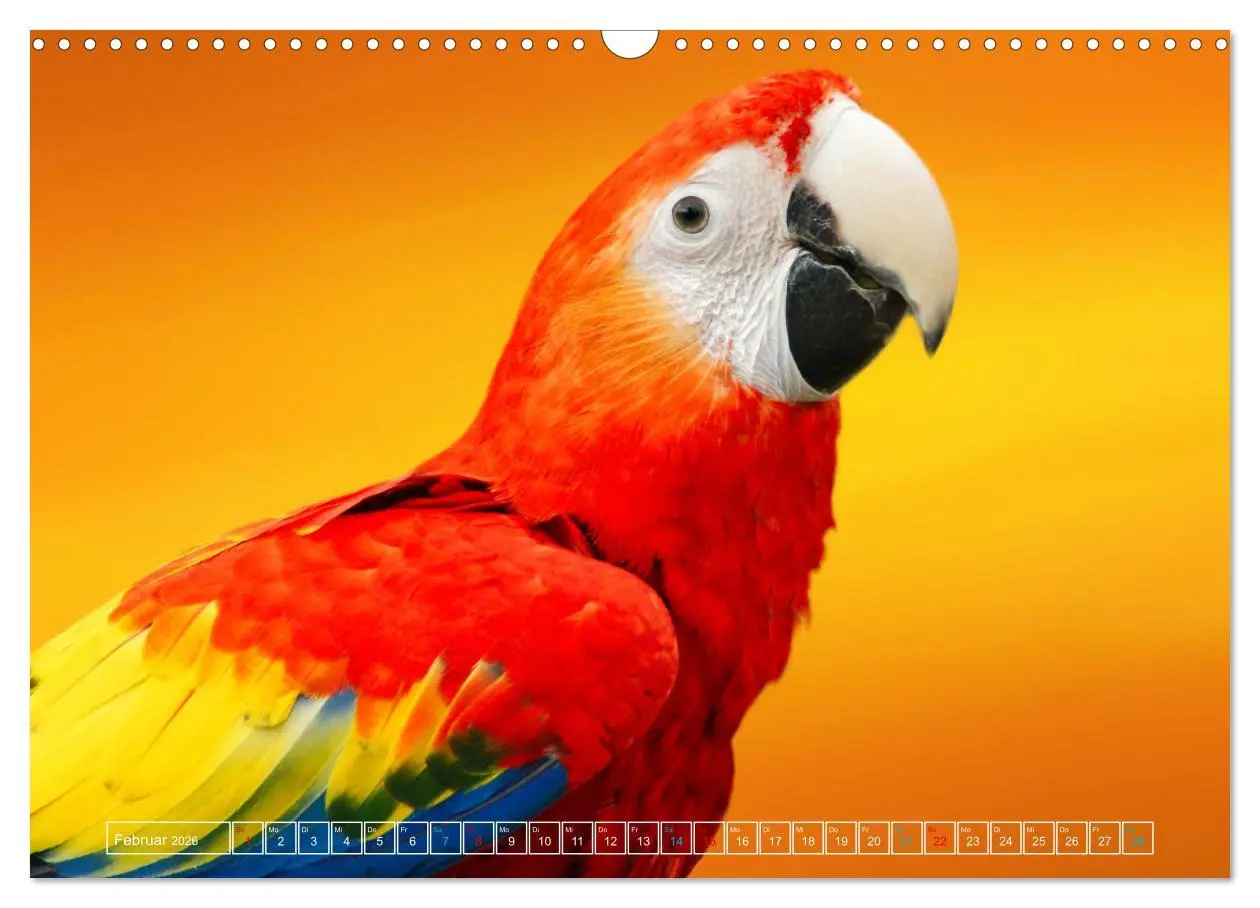 Bild: 9783457523254 | Die bunte Welt der Vögel (Wandkalender 2026 DIN A3 quer), CALVENDO...