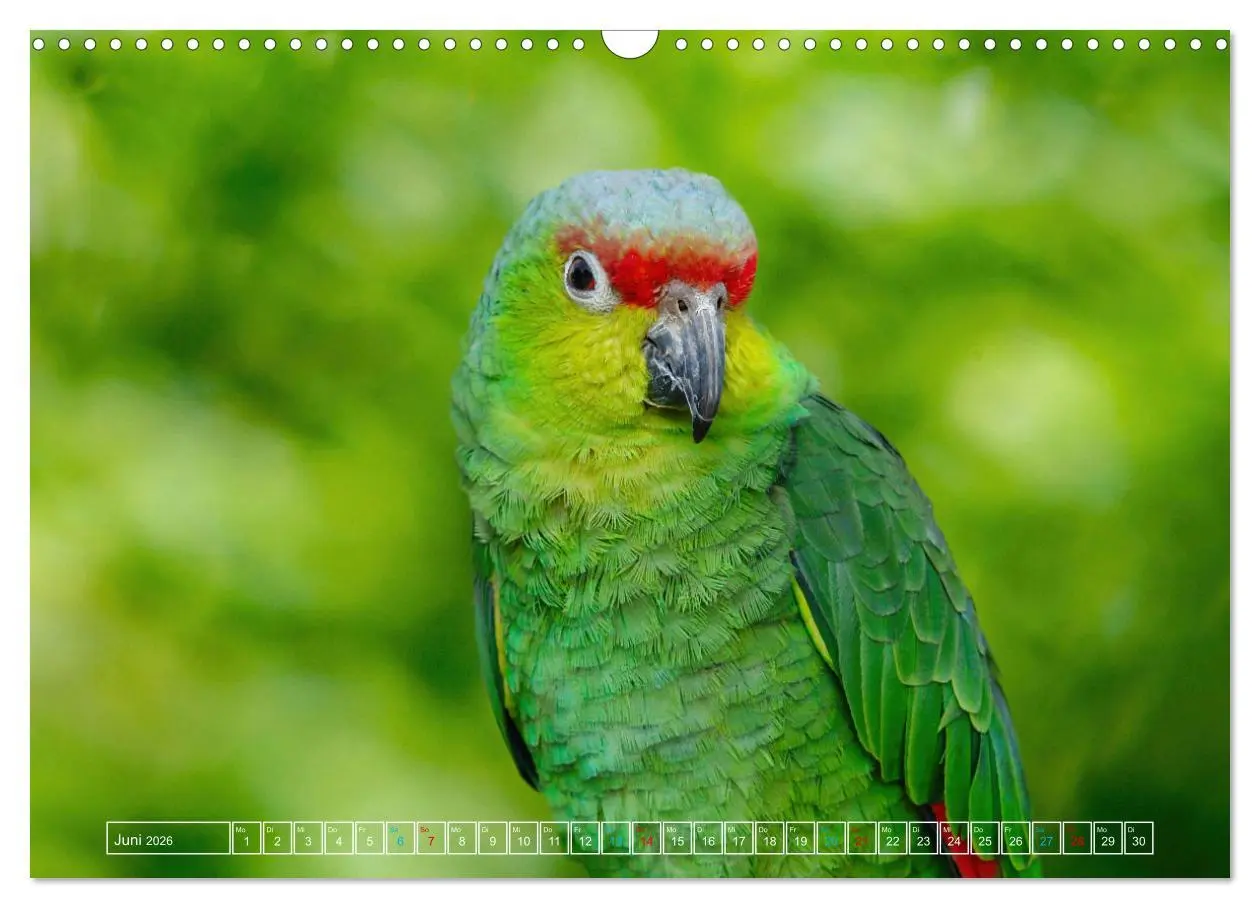 Bild: 9783457523254 | Die bunte Welt der Vögel (Wandkalender 2026 DIN A3 quer), CALVENDO...