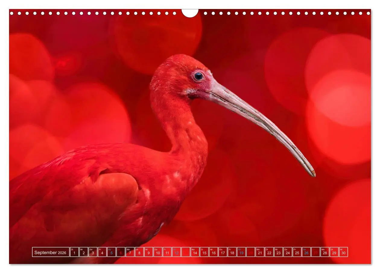 Bild: 9783457523254 | Die bunte Welt der Vögel (Wandkalender 2026 DIN A3 quer), CALVENDO...
