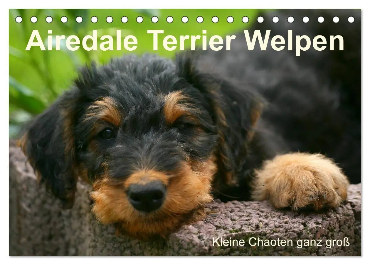 Cover: 9783516153354 | Airedale Terrier Welpen (Tischkalender 2026 DIN A5 quer), CALVENDO...