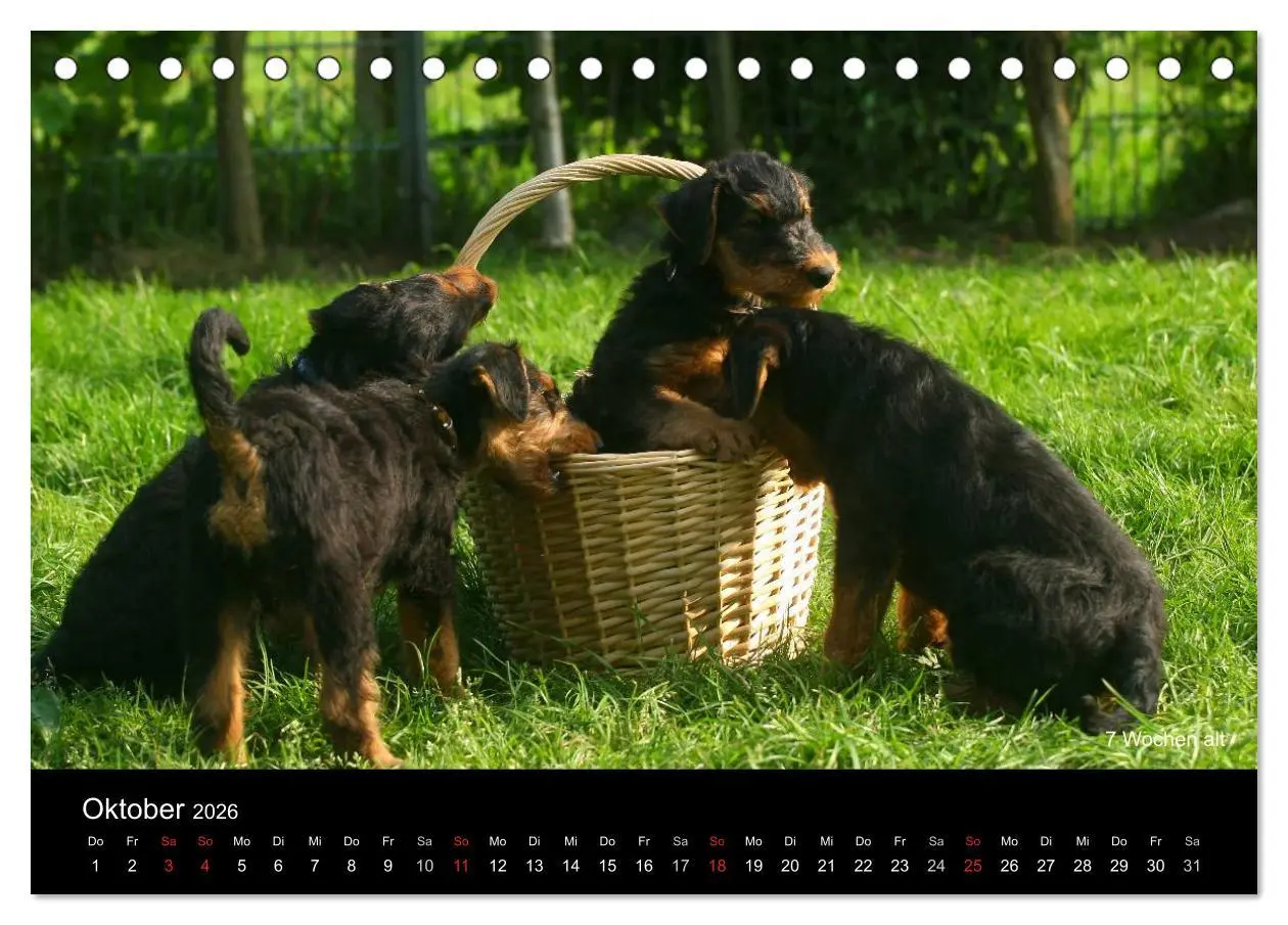 Bild: 9783516153354 | Airedale Terrier Welpen (Tischkalender 2026 DIN A5 quer), CALVENDO...