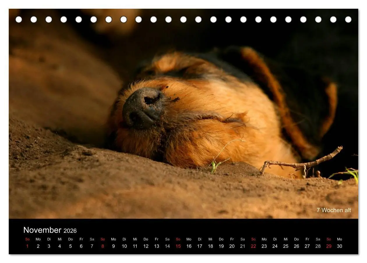 Bild: 9783516153354 | Airedale Terrier Welpen (Tischkalender 2026 DIN A5 quer), CALVENDO...