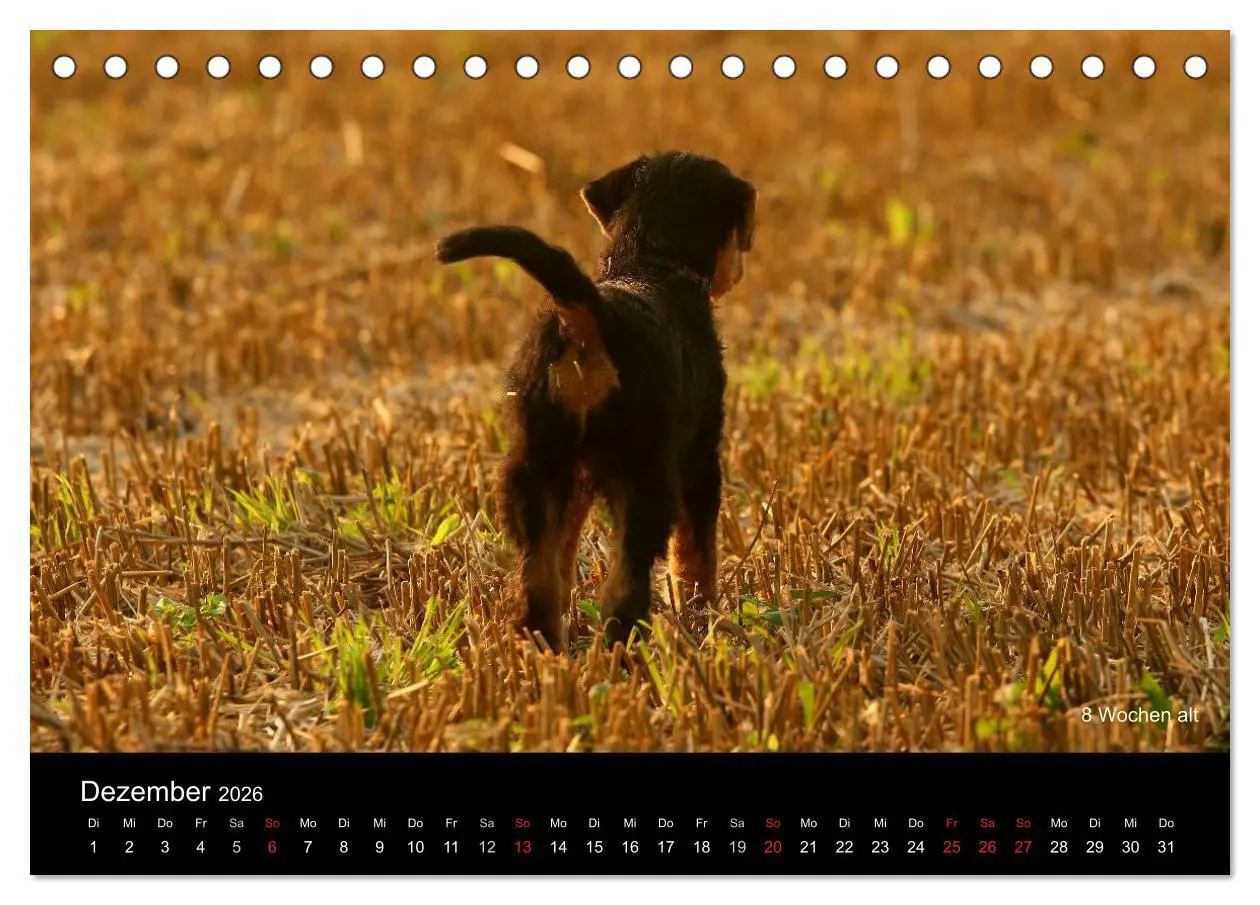 Bild: 9783516153354 | Airedale Terrier Welpen (Tischkalender 2026 DIN A5 quer), CALVENDO...