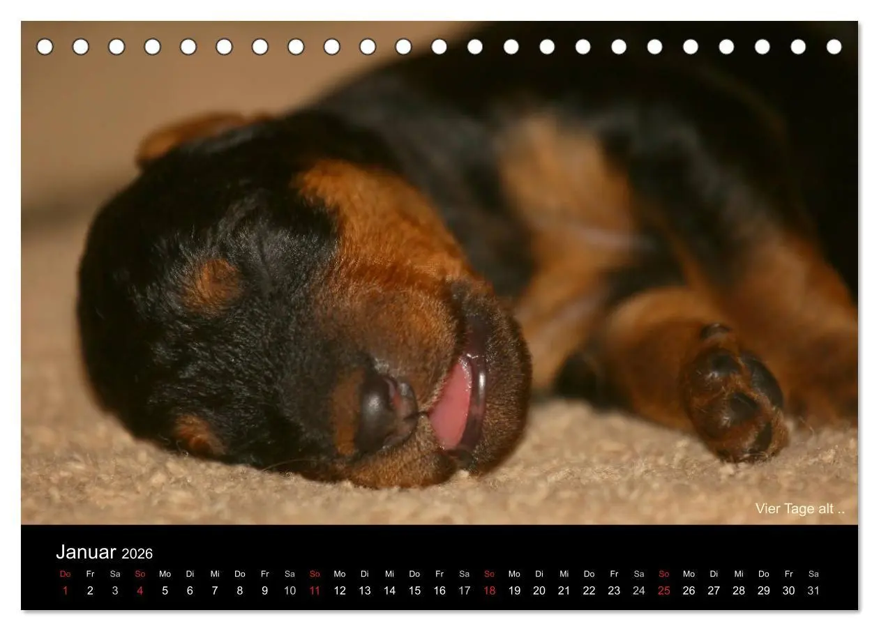Bild: 9783516153354 | Airedale Terrier Welpen (Tischkalender 2026 DIN A5 quer), CALVENDO...