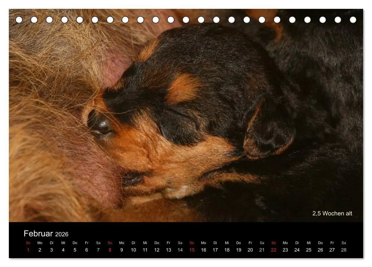Bild: 9783516153354 | Airedale Terrier Welpen (Tischkalender 2026 DIN A5 quer), CALVENDO...