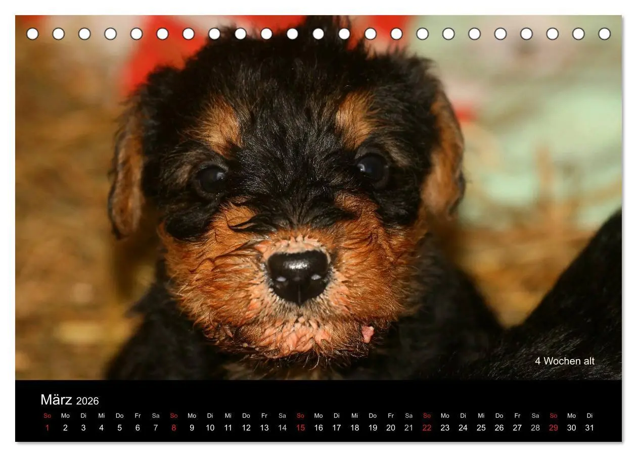 Bild: 9783516153354 | Airedale Terrier Welpen (Tischkalender 2026 DIN A5 quer), CALVENDO...
