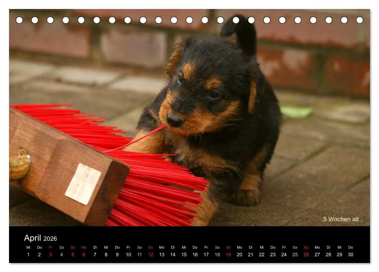 Bild: 9783516153354 | Airedale Terrier Welpen (Tischkalender 2026 DIN A5 quer), CALVENDO...