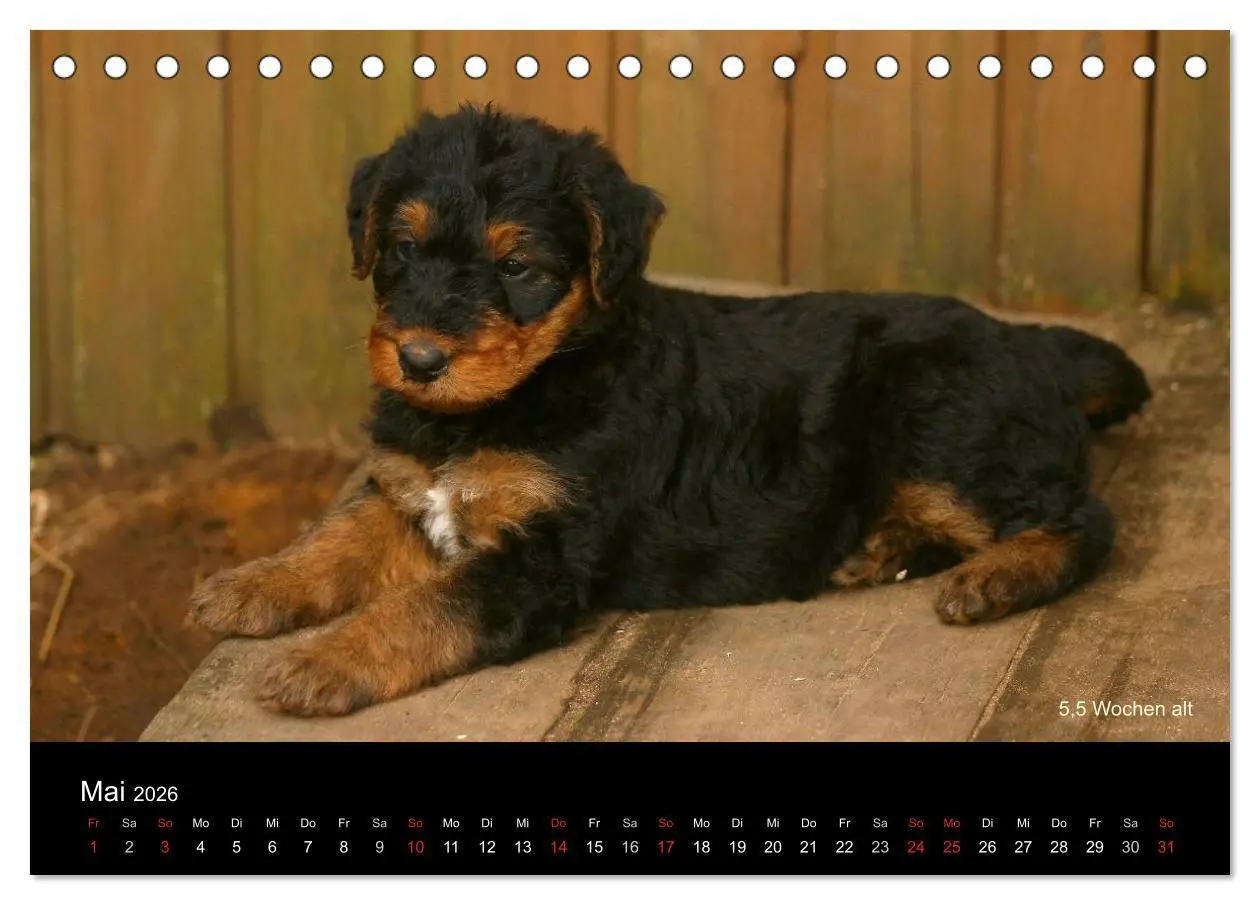 Bild: 9783516153354 | Airedale Terrier Welpen (Tischkalender 2026 DIN A5 quer), CALVENDO...