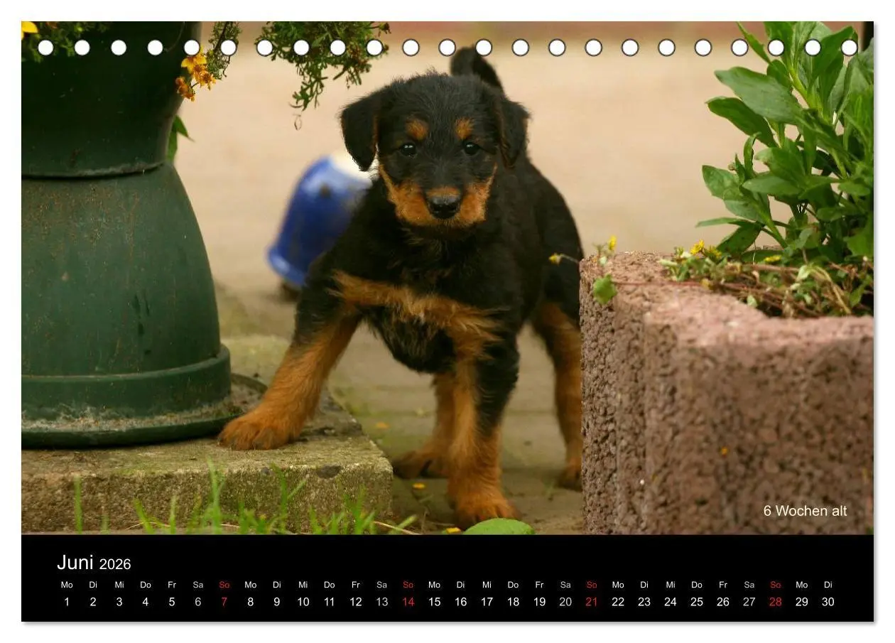 Bild: 9783516153354 | Airedale Terrier Welpen (Tischkalender 2026 DIN A5 quer), CALVENDO...