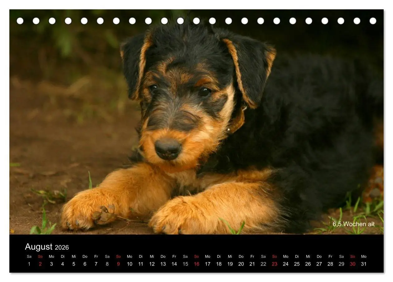 Bild: 9783516153354 | Airedale Terrier Welpen (Tischkalender 2026 DIN A5 quer), CALVENDO...