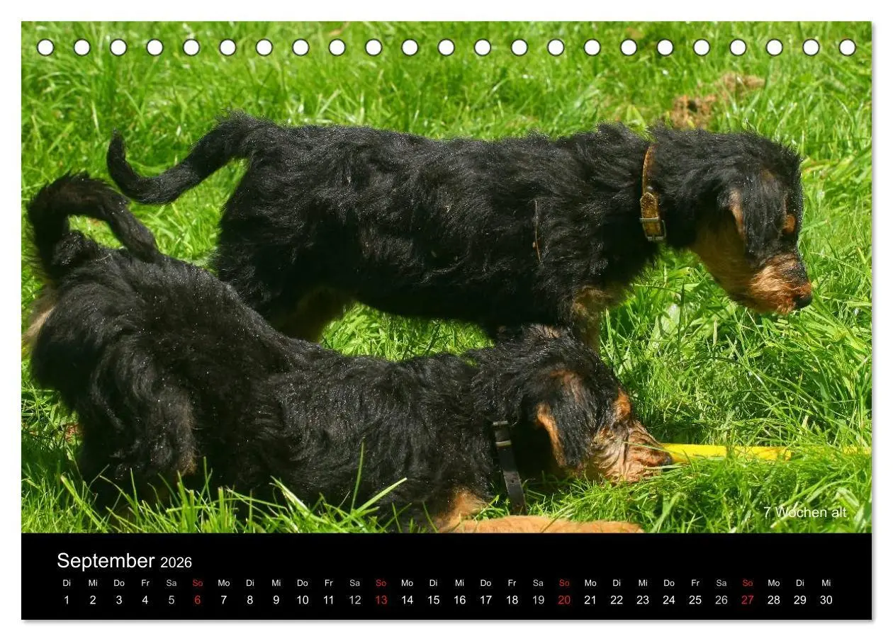 Bild: 9783516153354 | Airedale Terrier Welpen (Tischkalender 2026 DIN A5 quer), CALVENDO...