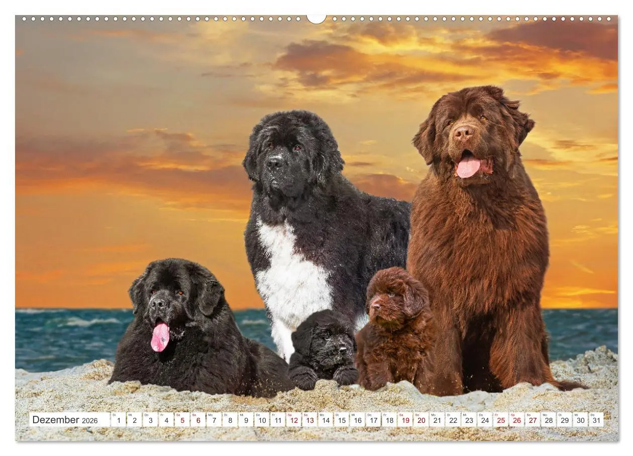 Bild: 9783457363454 | Neufundländer - Kleine Weltentdecker (Wandkalender 2026 DIN A2...