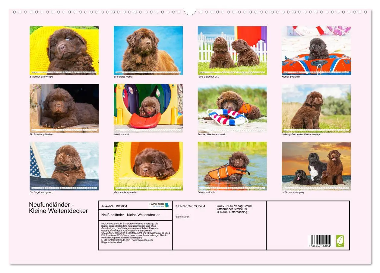 Bild: 9783457363454 | Neufundländer - Kleine Weltentdecker (Wandkalender 2026 DIN A2...
