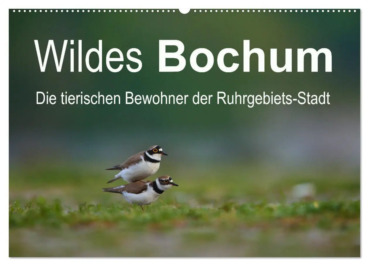 Cover: 9783457503454 | Wildes Bochum (Wandkalender 2026 DIN A2 quer), CALVENDO Monatskalender