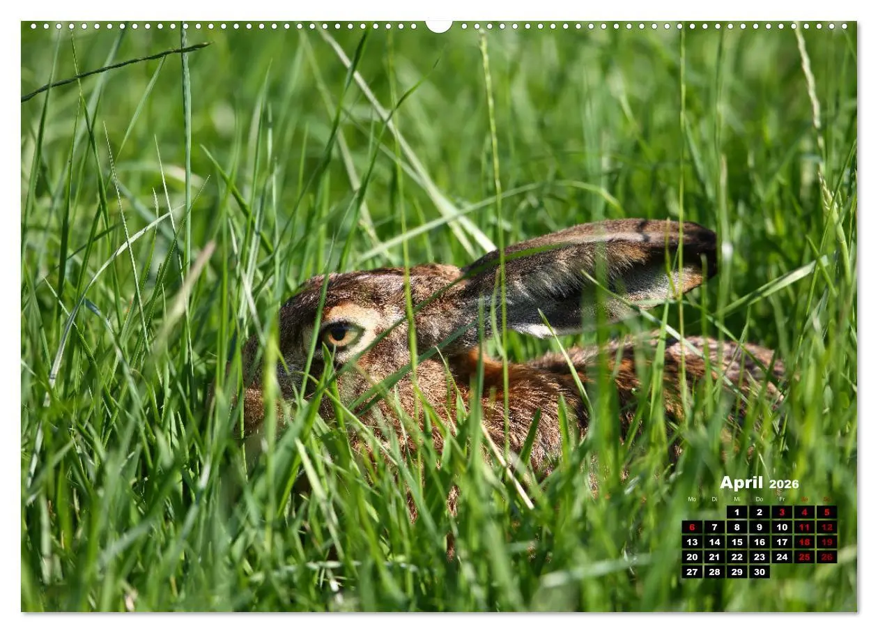 Bild: 9783457503454 | Wildes Bochum (Wandkalender 2026 DIN A2 quer), CALVENDO Monatskalender