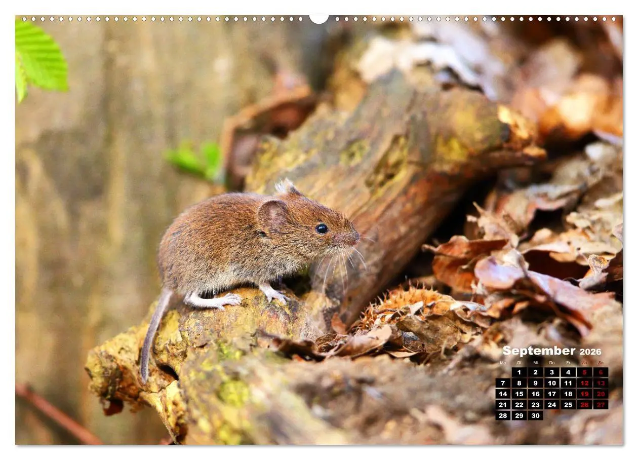 Bild: 9783457503454 | Wildes Bochum (Wandkalender 2026 DIN A2 quer), CALVENDO Monatskalender