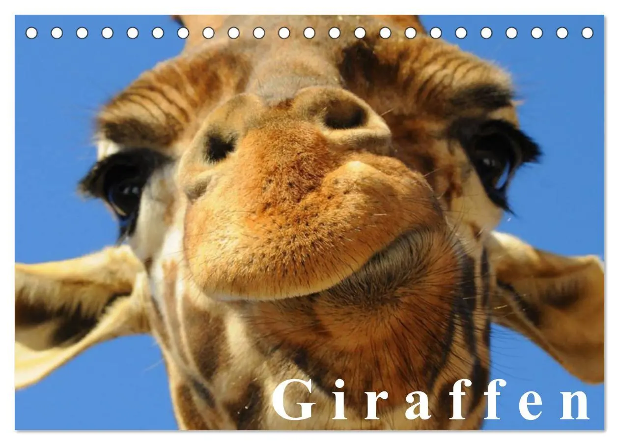 Cover: 9783516143454 | Giraffen / Geburtstagskalender (Tischkalender 2026 DIN A5 quer),...