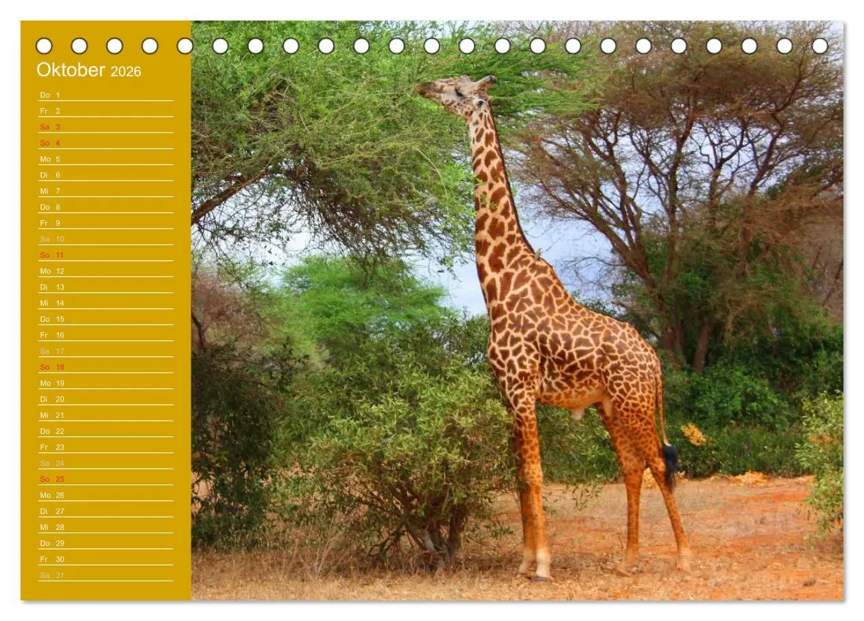 Bild: 9783516143454 | Giraffen / Geburtstagskalender (Tischkalender 2026 DIN A5 quer),...