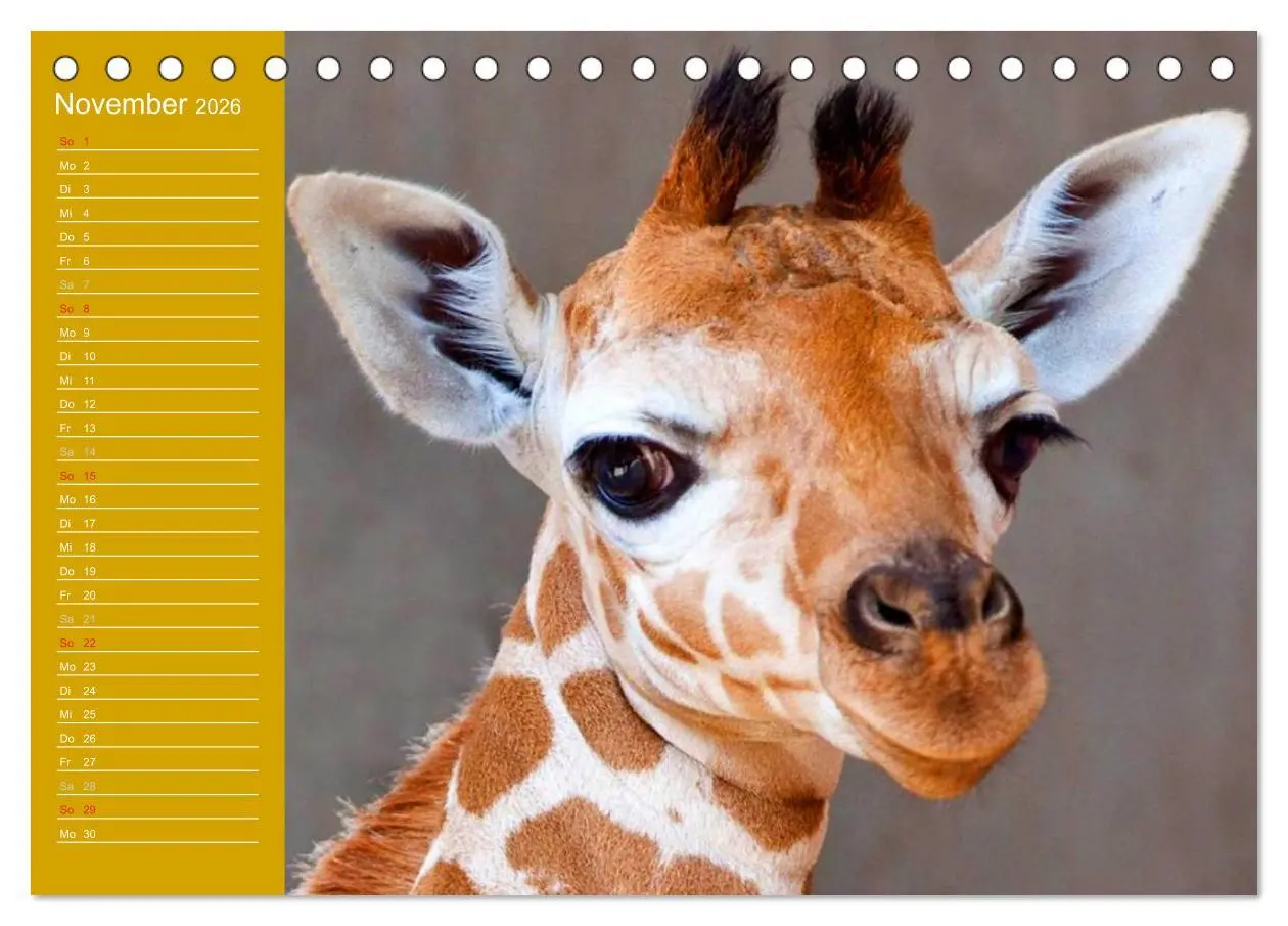 Bild: 9783516143454 | Giraffen / Geburtstagskalender (Tischkalender 2026 DIN A5 quer),...