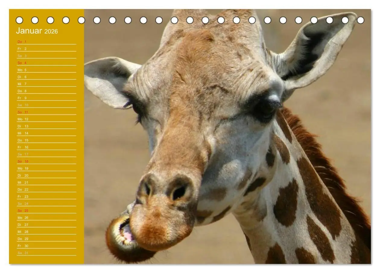 Bild: 9783516143454 | Giraffen / Geburtstagskalender (Tischkalender 2026 DIN A5 quer),...