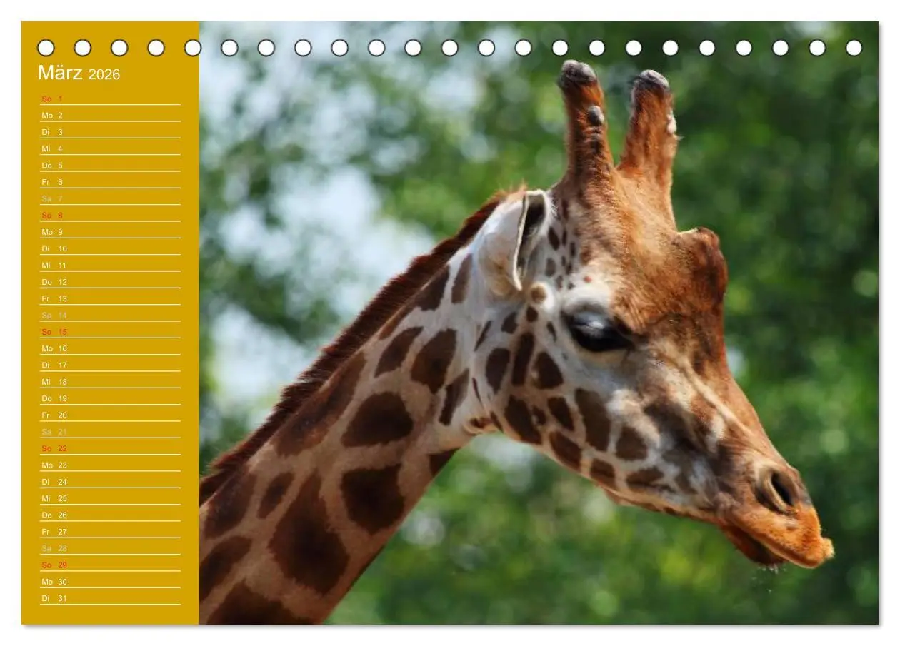 Bild: 9783516143454 | Giraffen / Geburtstagskalender (Tischkalender 2026 DIN A5 quer),...