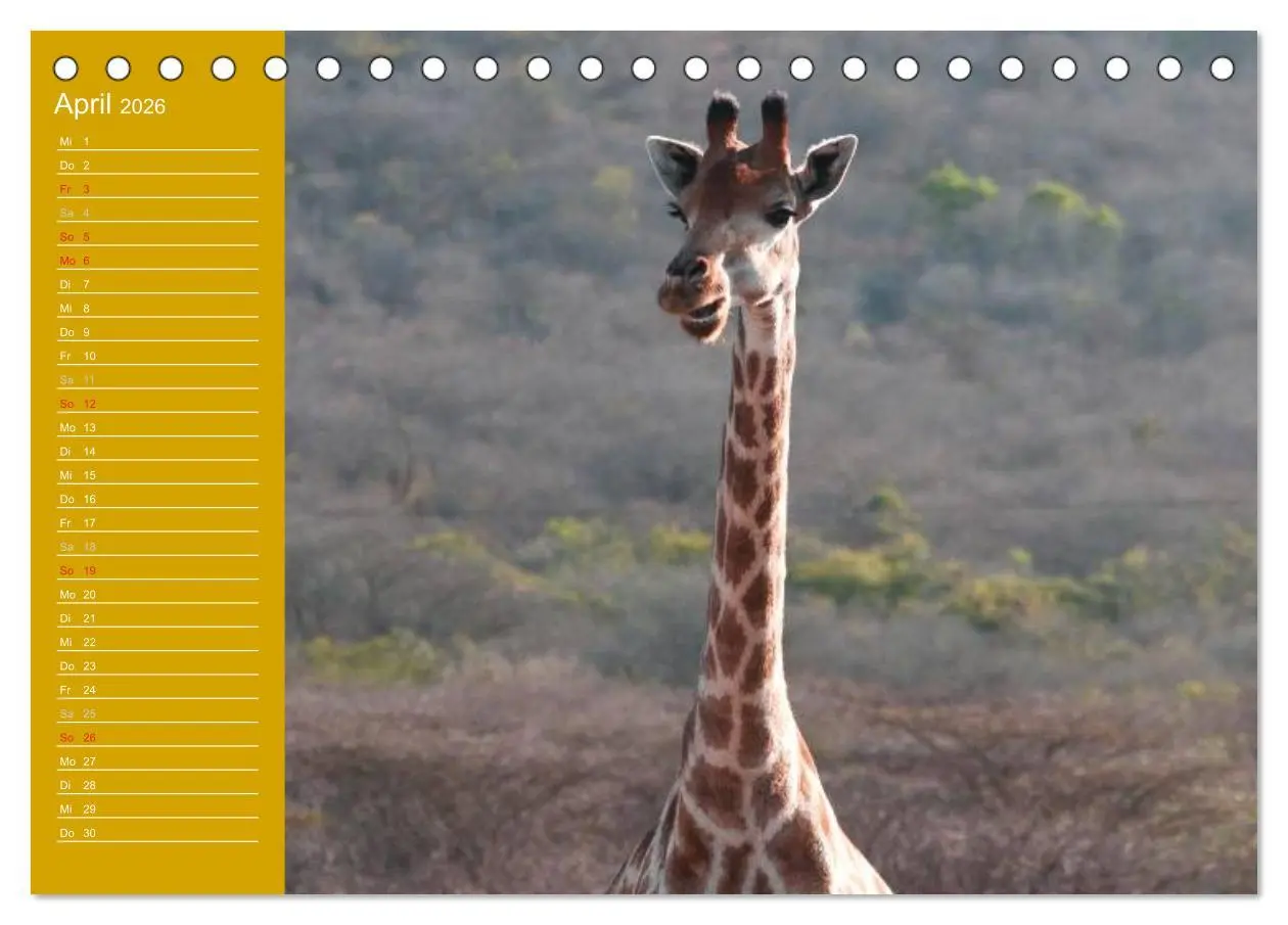 Bild: 9783516143454 | Giraffen / Geburtstagskalender (Tischkalender 2026 DIN A5 quer),...