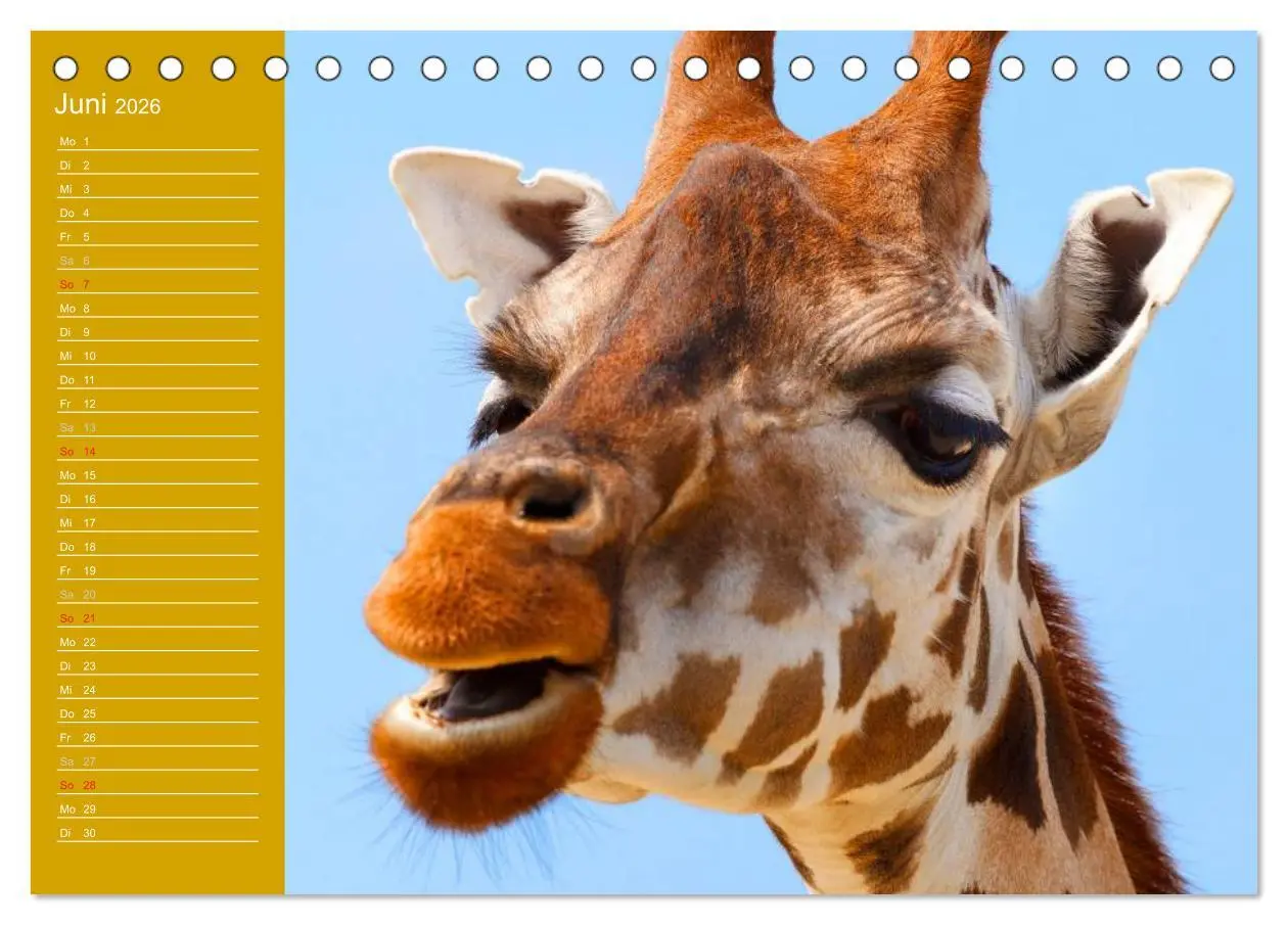 Bild: 9783516143454 | Giraffen / Geburtstagskalender (Tischkalender 2026 DIN A5 quer),...