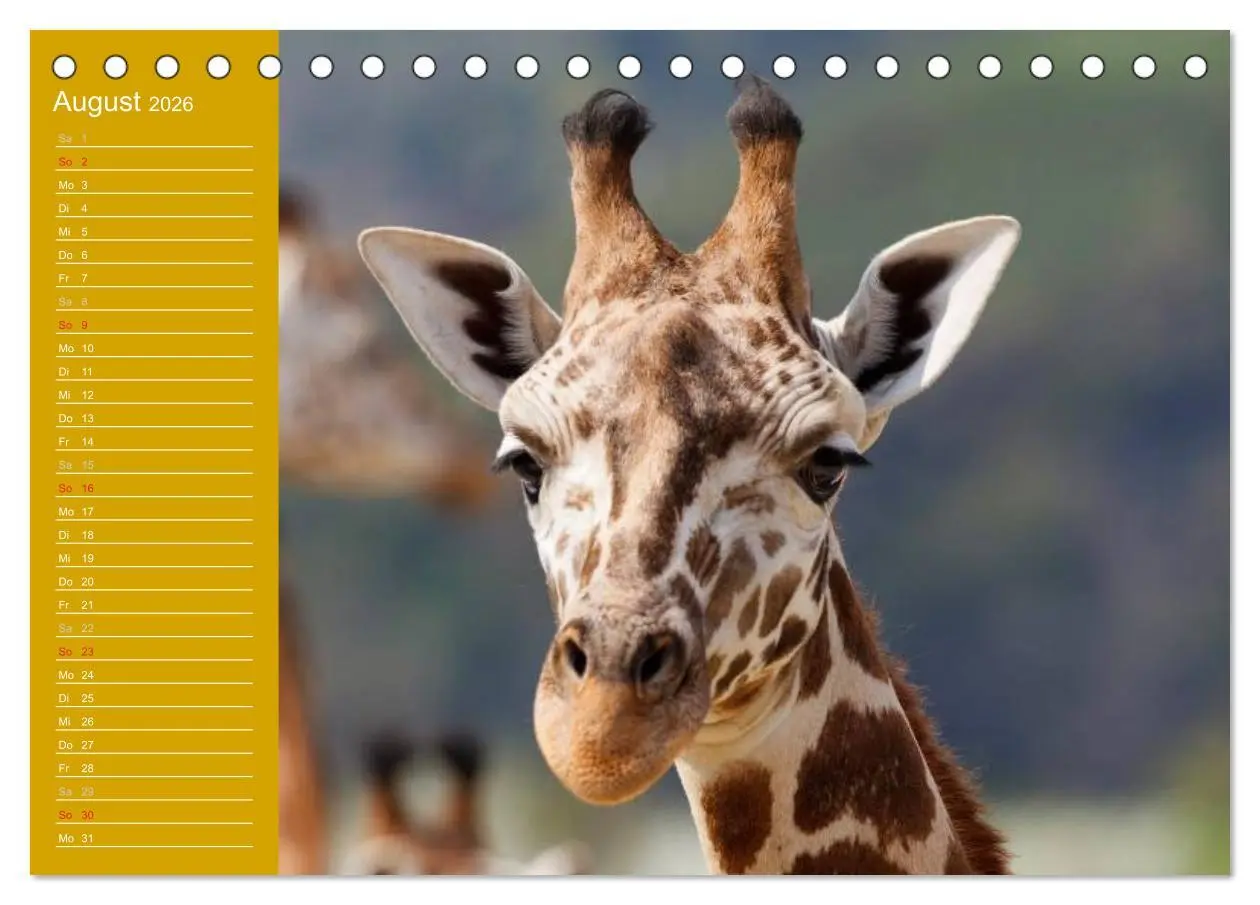 Bild: 9783516143454 | Giraffen / Geburtstagskalender (Tischkalender 2026 DIN A5 quer),...