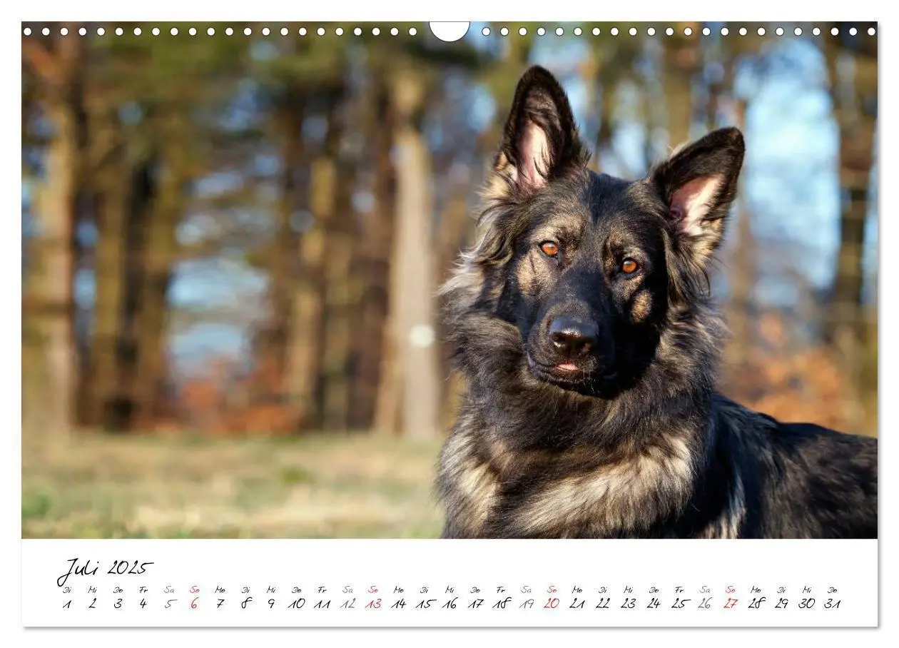 Bild: 9783435713554 | Der graue Deutsche Schäferhund (Wandkalender 2025 DIN A3 quer),...