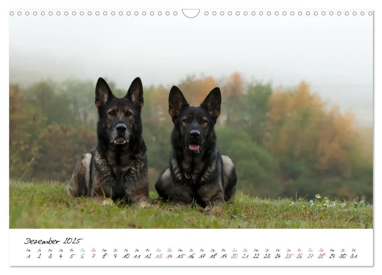 Bild: 9783435713554 | Der graue Deutsche Schäferhund (Wandkalender 2025 DIN A3 quer),...