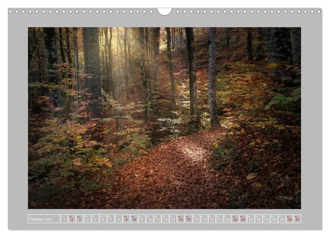 Bild: 9783569603554 | Wald im Licht (Wandkalender 2027 DIN A3 quer), CALVENDO Monatskalender