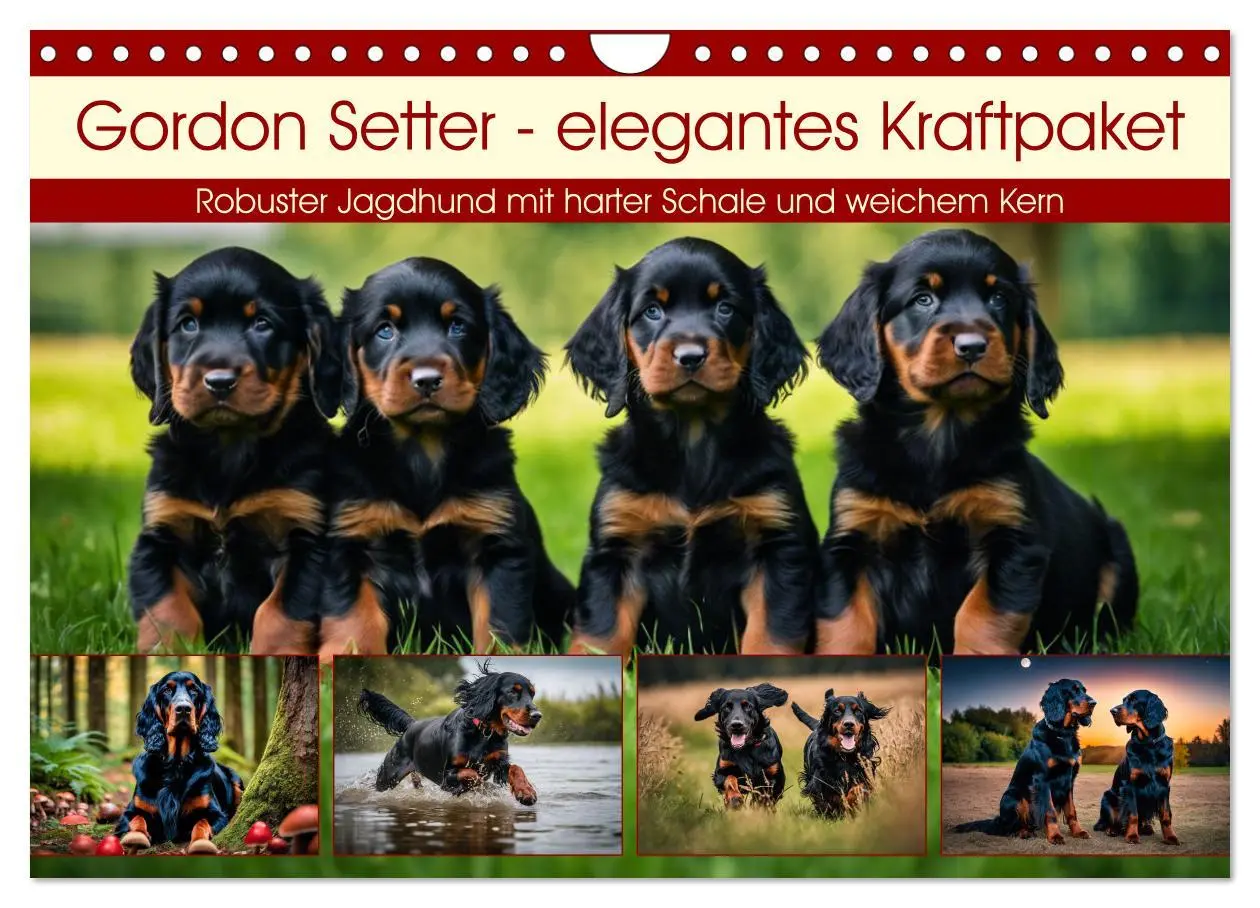 Cover: 9783457333754 | Gordon Setter - elegantes Kraftpaket (Wandkalender 2026 DIN A4...