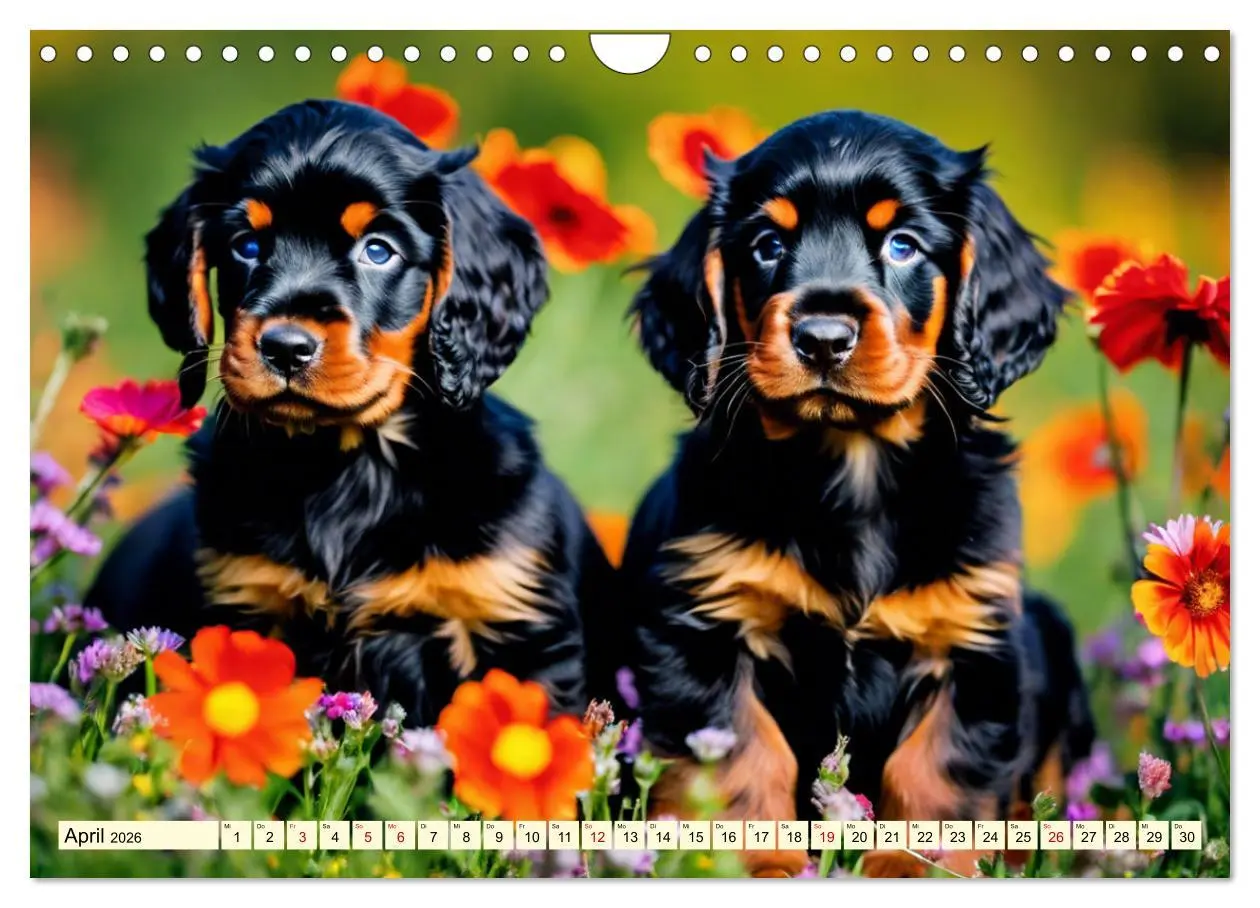 Bild: 9783457333754 | Gordon Setter - elegantes Kraftpaket (Wandkalender 2026 DIN A4...