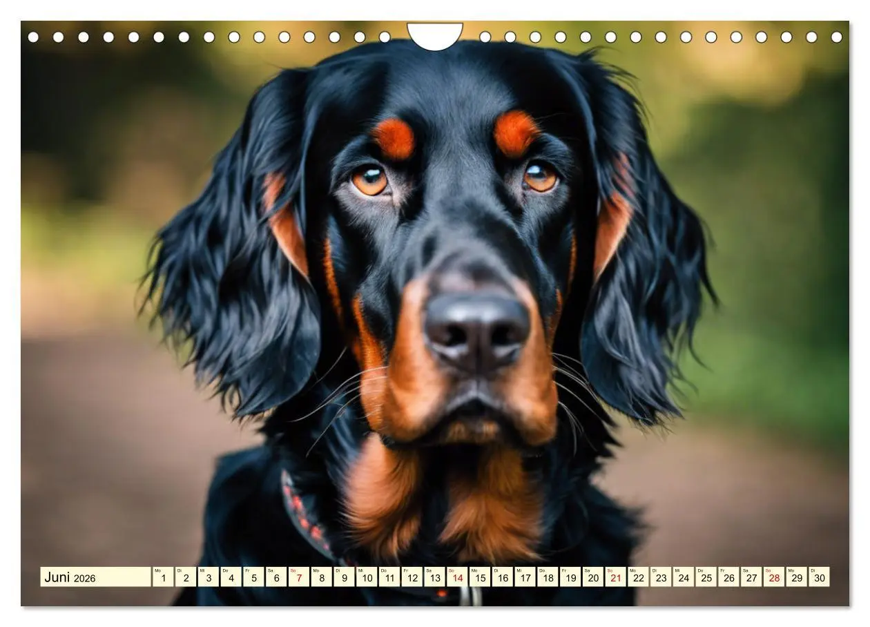 Bild: 9783457333754 | Gordon Setter - elegantes Kraftpaket (Wandkalender 2026 DIN A4...