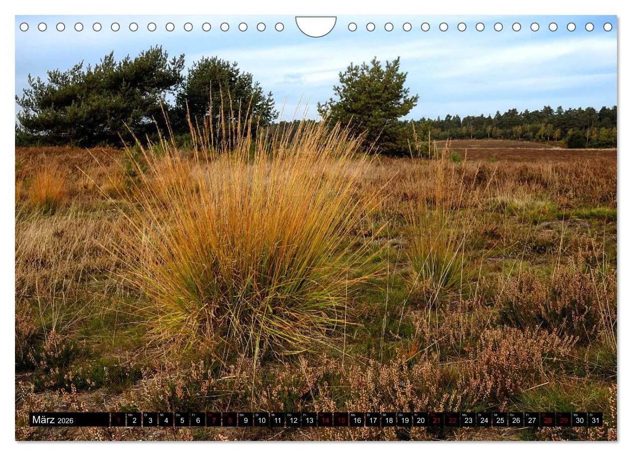 Bild: 9783457873854 | Lüneburger Heide (Wandkalender 2026 DIN A4 quer), CALVENDO...