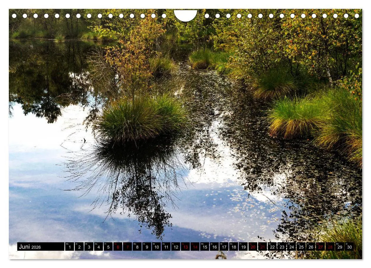 Bild: 9783457873854 | Lüneburger Heide (Wandkalender 2026 DIN A4 quer), CALVENDO...