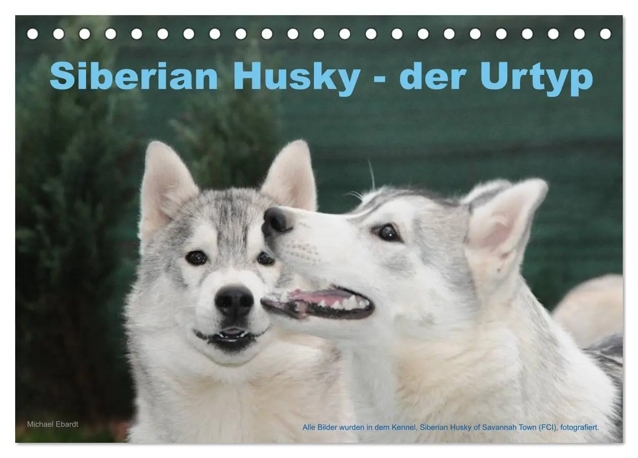 Cover: 9783516154054 | Siberian Husky - der Urtyp (Tischkalender 2026 DIN A5 quer),...