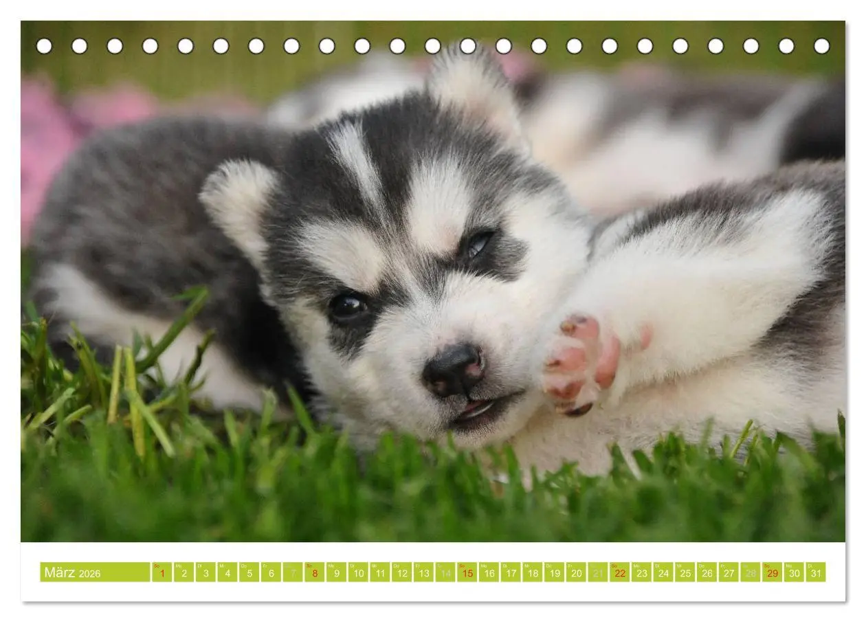 Bild: 9783516154054 | Siberian Husky - der Urtyp (Tischkalender 2026 DIN A5 quer),...